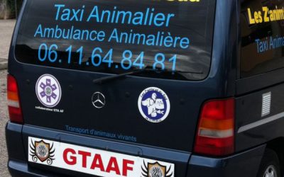 Taxi animalier à Marseille et alentours
